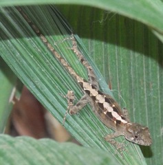Anolis cybotes