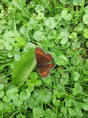 Erebia ligea