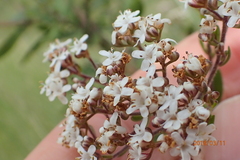 Chaenostoma floribundum