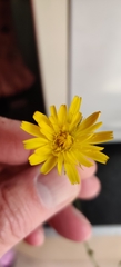 Hypochaeris radicata