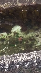 Dermasterias imbricata