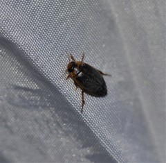 Coptotomus longulus
