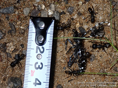 Camponotus japonicus