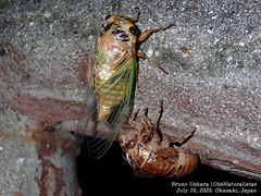 Cryptotympana facialis