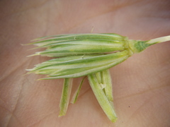 Leymus racemosus
