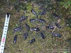 Anoplophora glabripennis