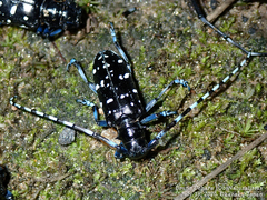 Anoplophora glabripennis