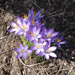 Crocus vernus