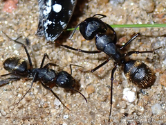 Camponotus japonicus