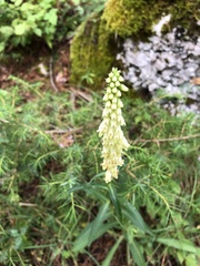 Digitalis micrantha