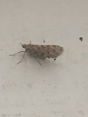 Stamnodes tessellata