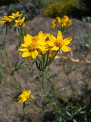 Eriophyllum jepsonii