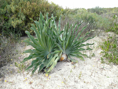 Boophone haemanthoides