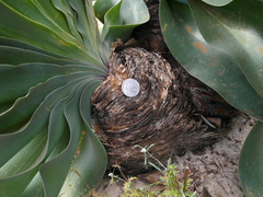 Boophone haemanthoides