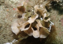 Pentapora foliacea