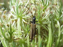 Oedemera femorata