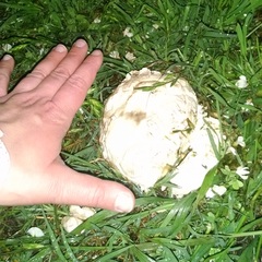 Mycenastrum corium