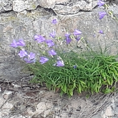 Campanula petiolata