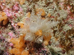 Crisularia plumosa