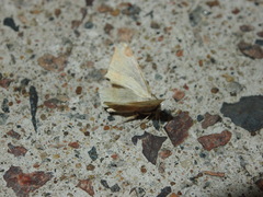 Luxiaria phyllosaria