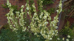 Angiospermae