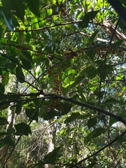 Denhamia fasciculiflora