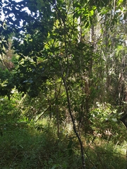 Denhamia fasciculiflora