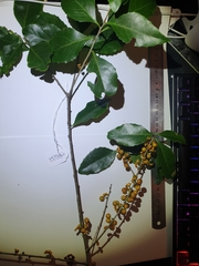 Denhamia fasciculiflora