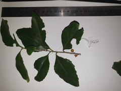 Denhamia fasciculiflora