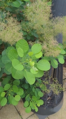 Angiospermae