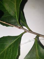 Denhamia fasciculiflora