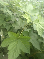 Rubus odoratus