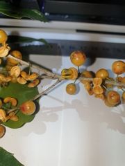 Denhamia fasciculiflora