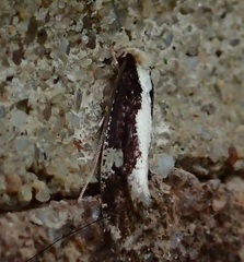 Monopis dorsistrigella