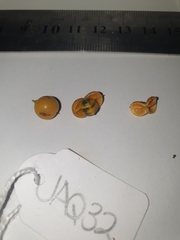 Denhamia fasciculiflora