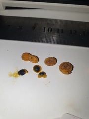 Denhamia fasciculiflora