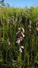 Penstemon gracilis