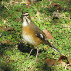 Cercotrichas quadrivirgata