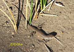 Liolaemus araucaniensis