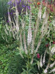 Veronicastrum