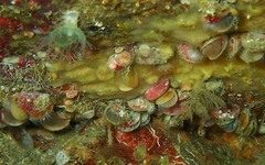 Brachiopoda