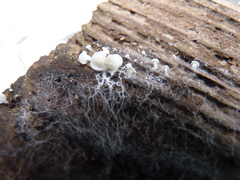 Crepidotus versutus