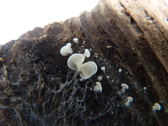 Crepidotus versutus