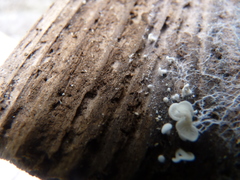 Crepidotus versutus
