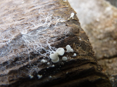 Crepidotus versutus
