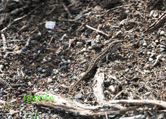 Liolaemus magellanicus