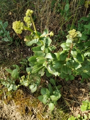 Hylotelephium maximum