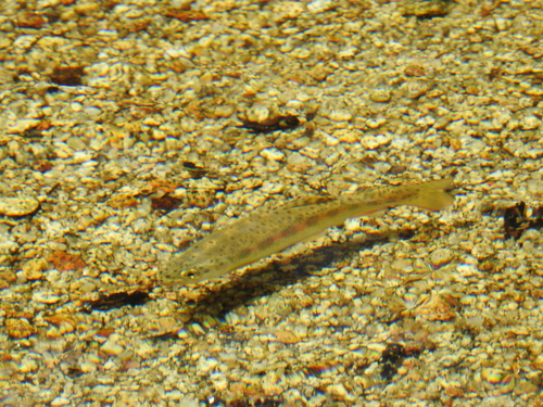 San Pedro Martir Trout