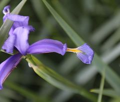 Iris spuria