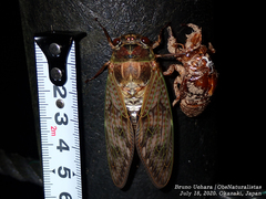 Graptopsaltria nigrofuscata